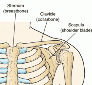 The scapula wing bone connects the shoulder to the clavicle