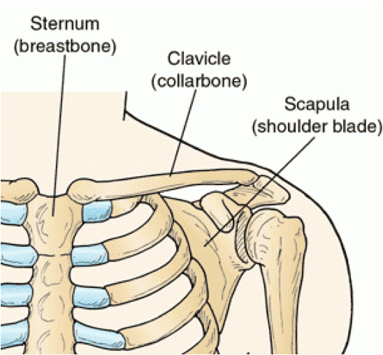 shoulderanatomy